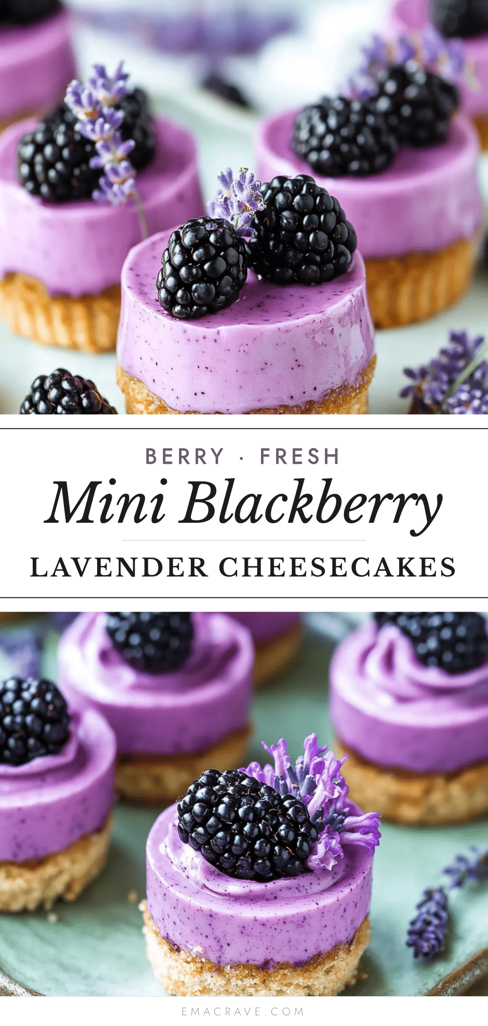mini blackberry lavender cheesecakes recipe